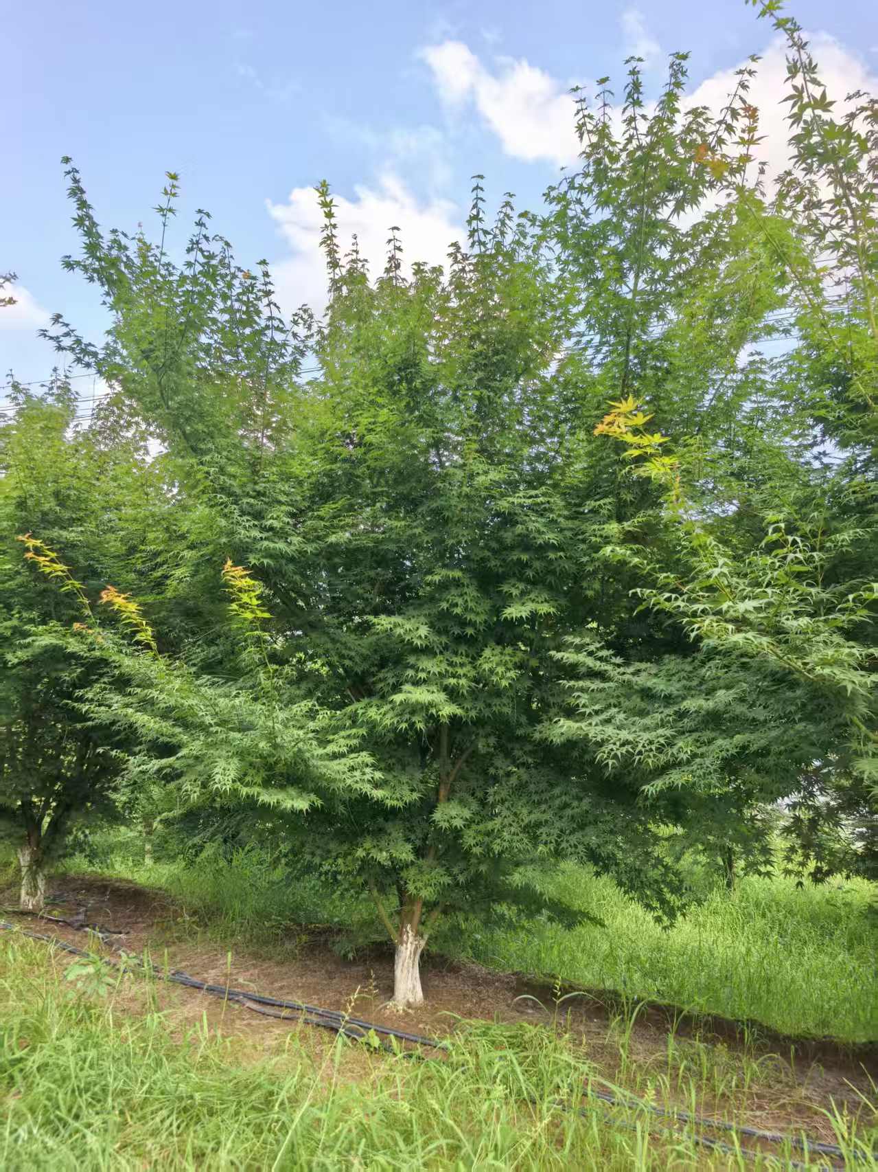 f20821bf00332a3419f8c47edaeb7cc7.jpg