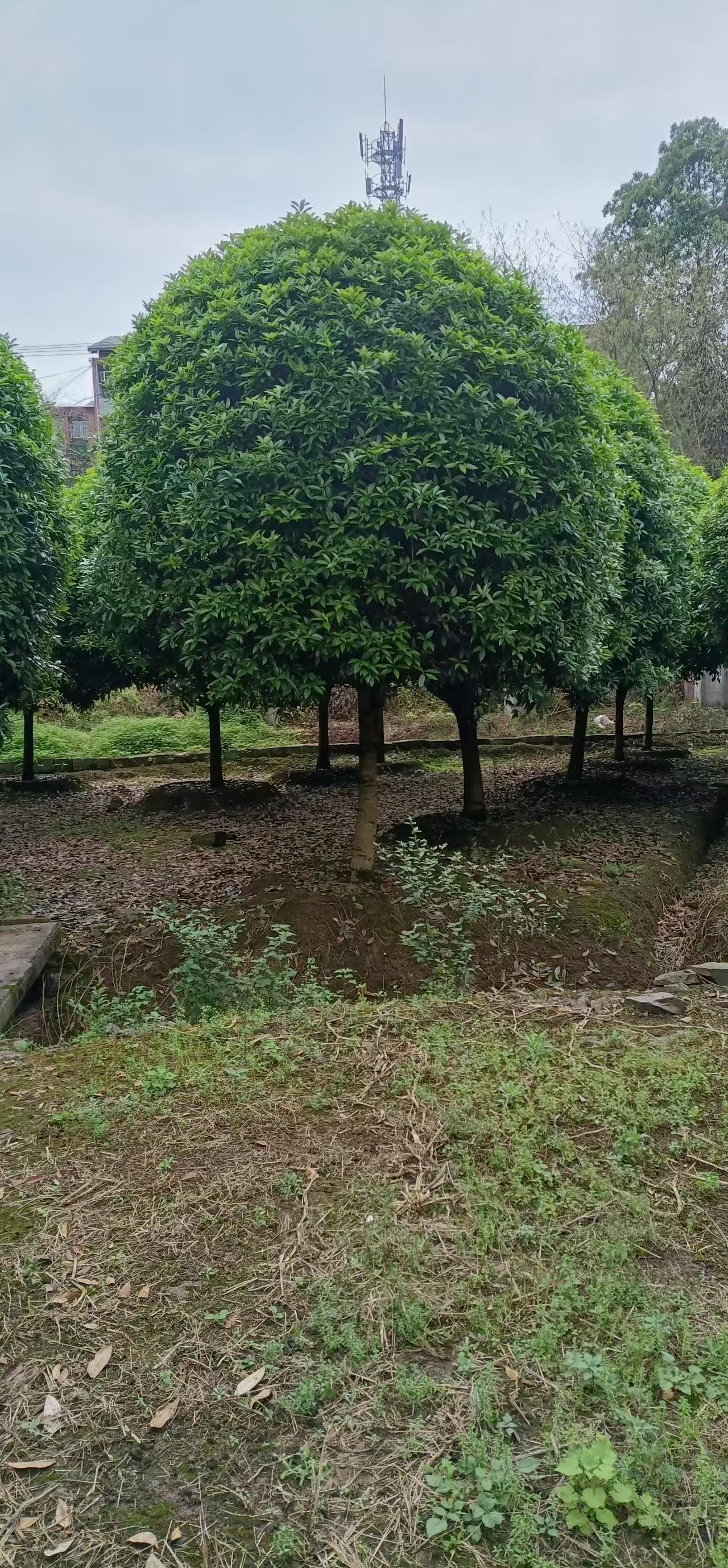 桂花1.jpg