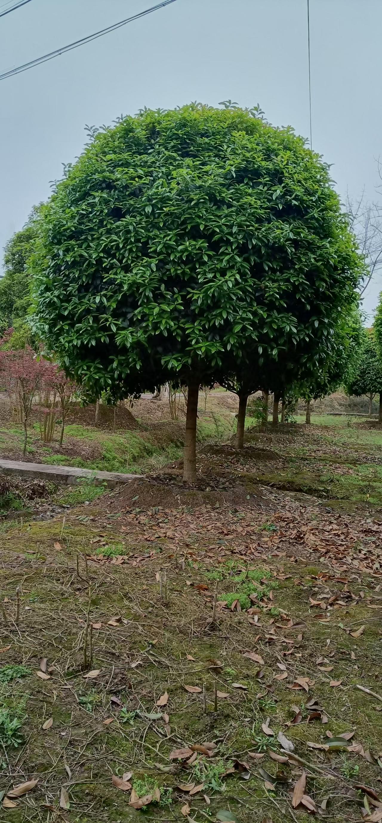 桂花2.jpg