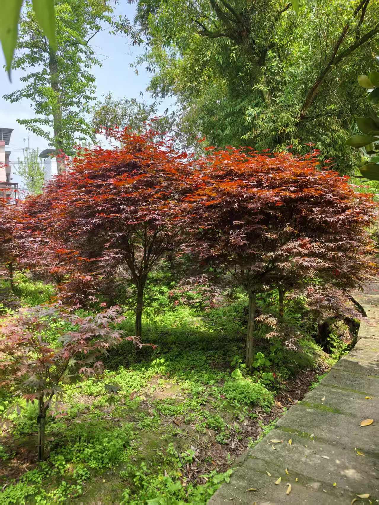 红枫.jpg