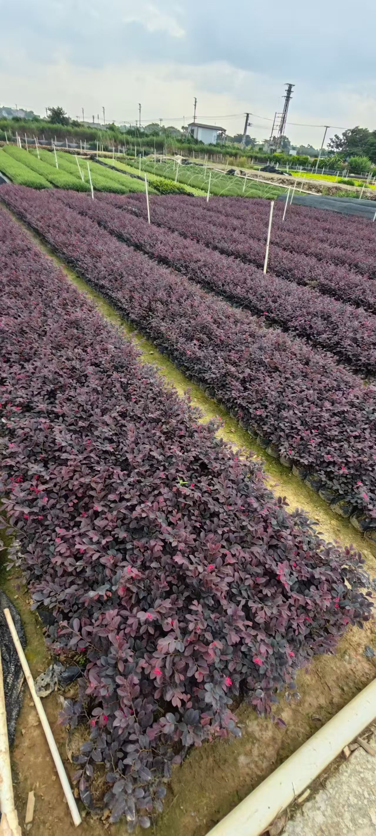 红继木.jpg