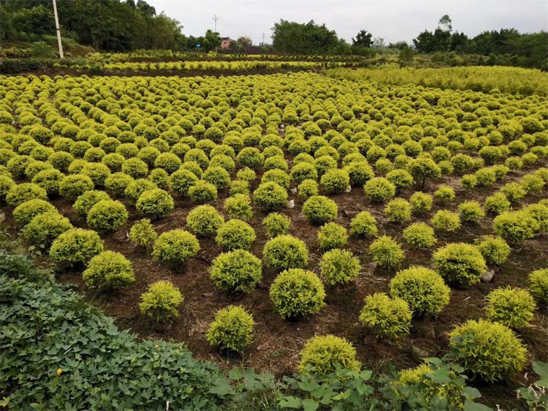 绿化苗木种植技术守则